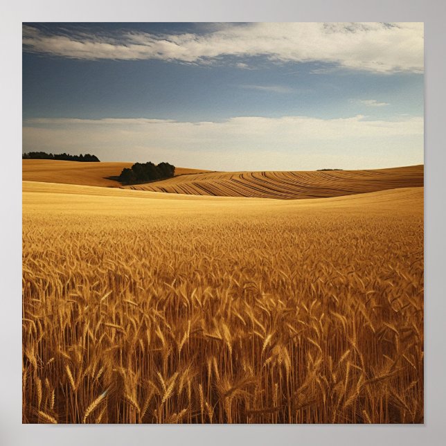 Rural Wheat Field Poster (Front)