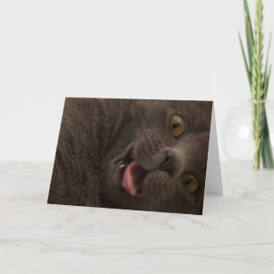 Russe Bleu Cat carte d'anniversaire Focus pour une