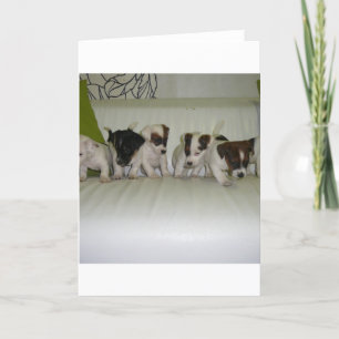 russell terrier puppy group.JPG Card
