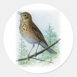 Russet-backed Thrush Classic Round Sticker