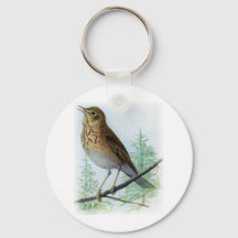 Russet-backed Thrush