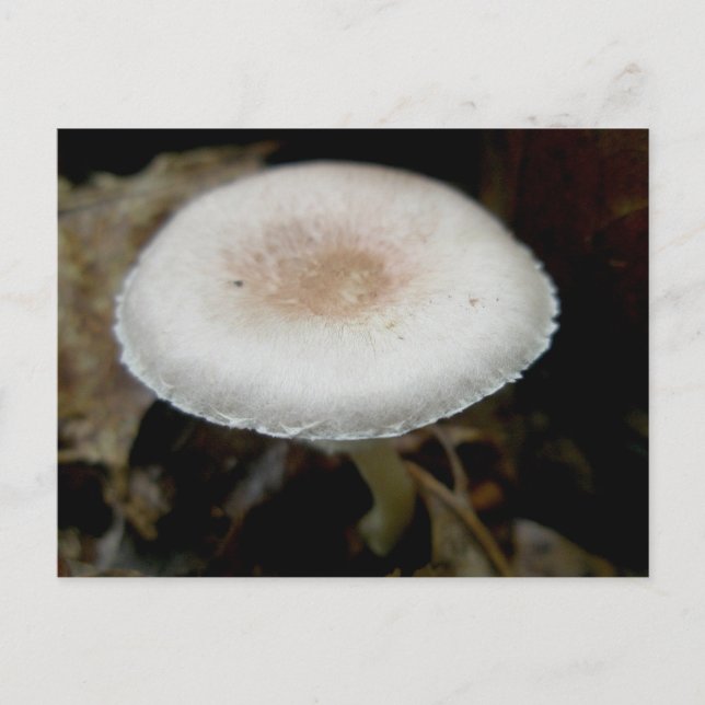 Russet & Cream Mushroom Postcard (Front)