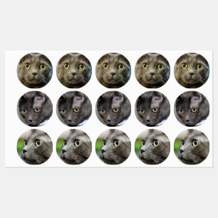 Russian Blue