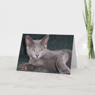 Russian Blue Card