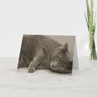 Russian Blue Cat Blank Note Card