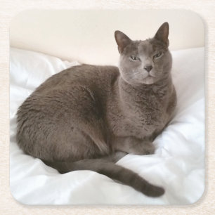 Russian Blue Cat Coasters