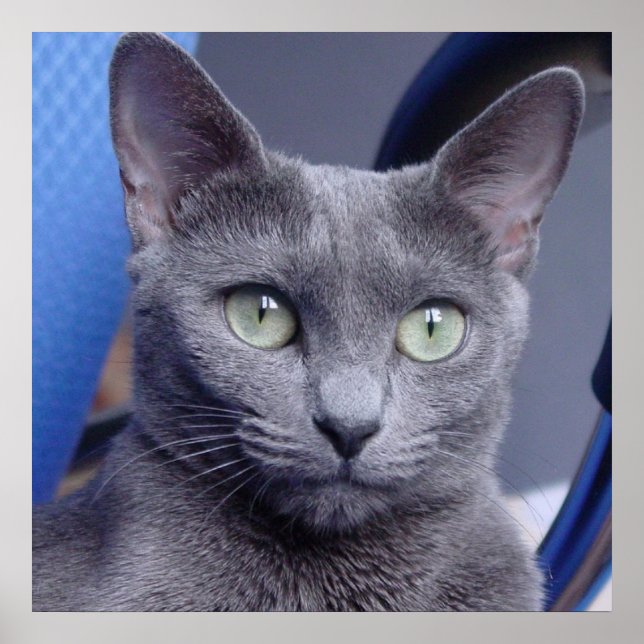Russian Blue‎ Cat Poster (Front)
