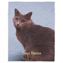 Russian Blue Cat Staring