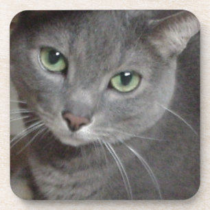 Russian Blue Grey Cat Coaster