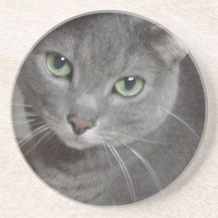 Russian Blue Grey Cat Coaster