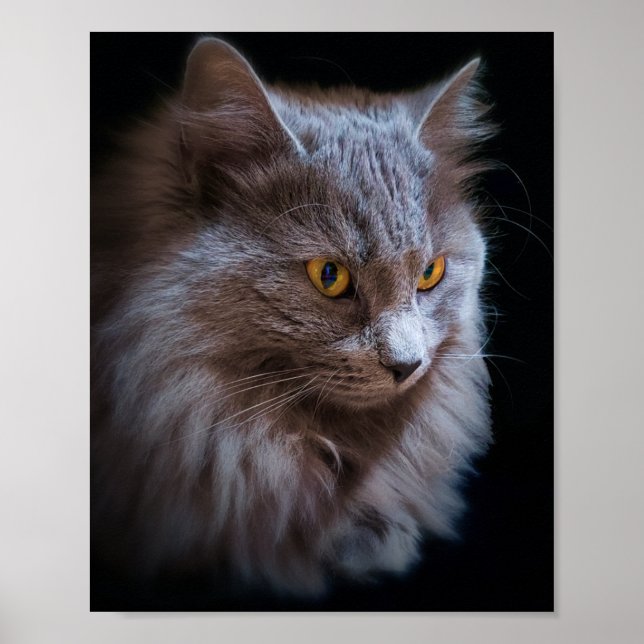 Russian Blue Grey Nebelung Cat Wall Art Poster (Front)