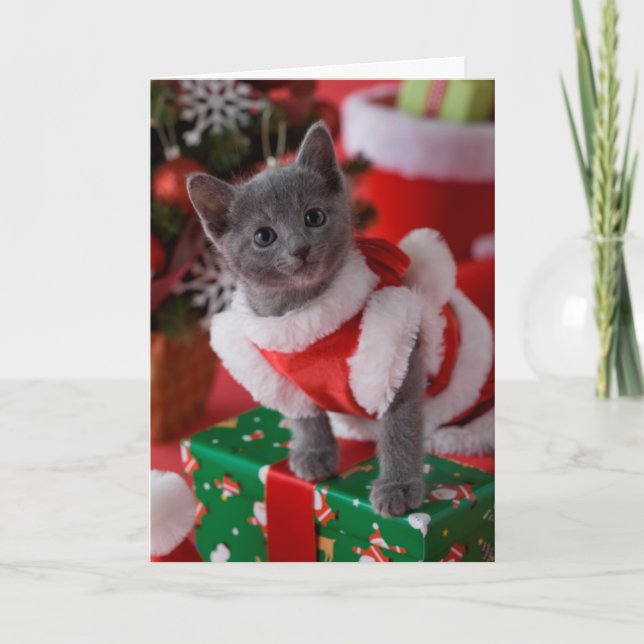 Russian Blue Kitten and Christmas 2 Holiday Card (Front)