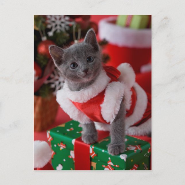 Russian Blue Kitten and Christmas 2 Holiday Postcard (Front)