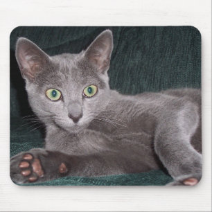 Russian Blue Kitten Mousepad