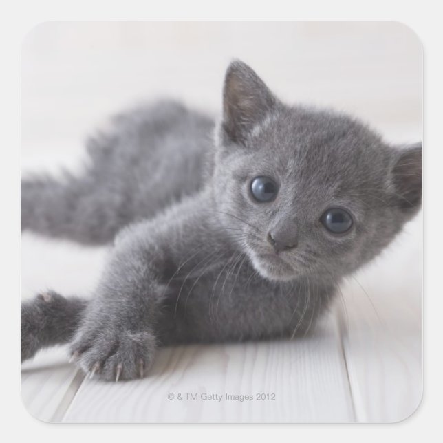 Russian Blue Kitten Square Sticker (Front)