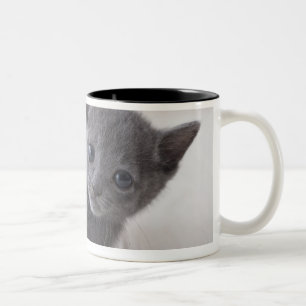 Russian Blue Kitten Two-Tone Coffee Mug