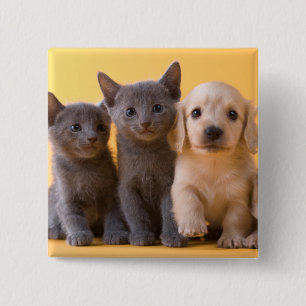 Russian Blue Kittens And Dachshund Puppies 2 Inch Square Button