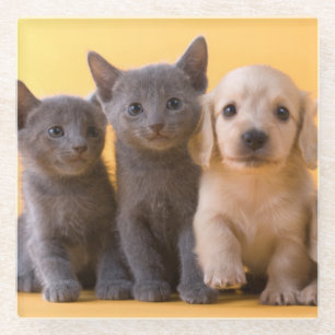 Russian Blue Kittens And Dachshund Puppies Glass Coaster