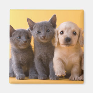 Russian Blue Kittens And Dachshund Puppies Magnet