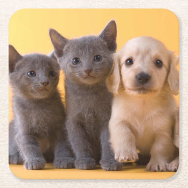 Russian Blue Kittens And Dachshund Puppies Square Paper Coaster (Front)