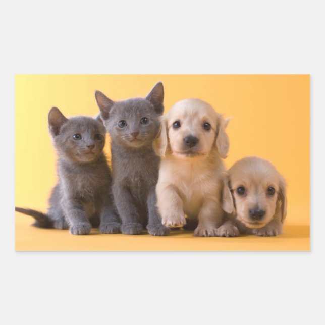 Russian Blue Kittens And Dachshund Puppies Sticker (Front)