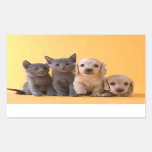 Russian Blue Kittens And Dachshund Puppies Sticker