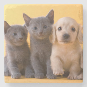 Russian Blue Kittens And Dachshund Puppies Stone Coaster