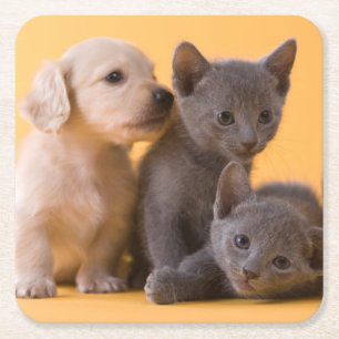 Russian Blue Kittens & Dachshund Puppies Square Paper Coaster