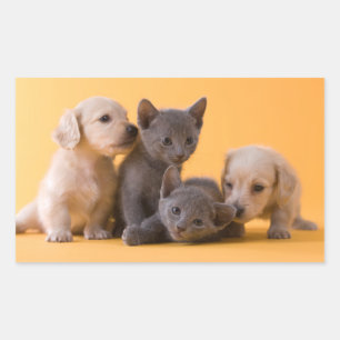 Russian Blue Kittens & Dachshund Puppies Sticker