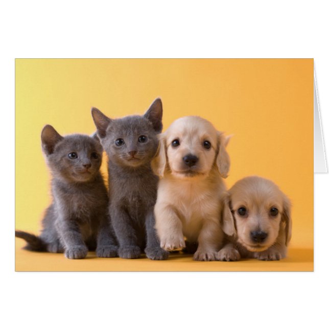 Russian Blue Kittens et Dachshund (Devant horizontal)