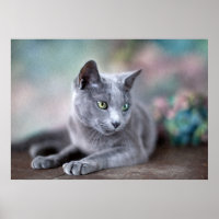 Russian Blue