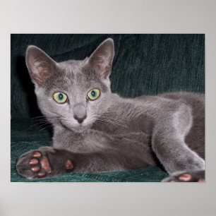 Russian Blue Poster