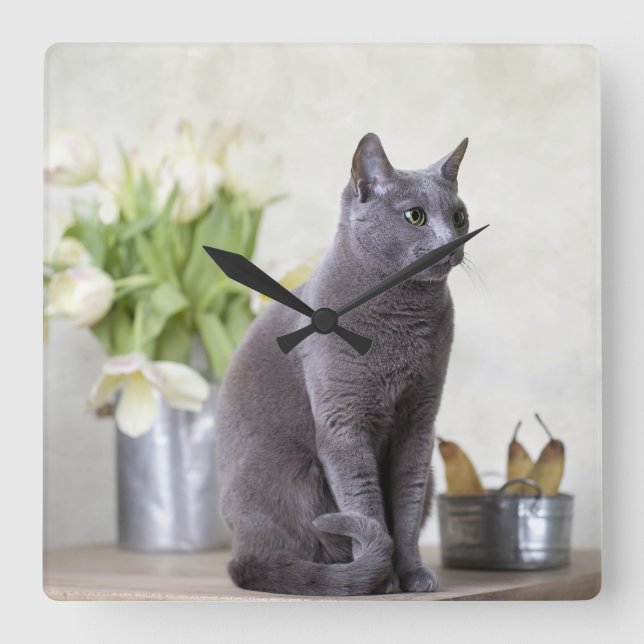 Russian Blue Square Wall Clock (Front)