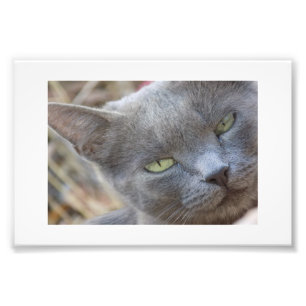Russian Cat Poster