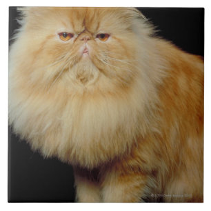 Russian Long Hair Cat Tile