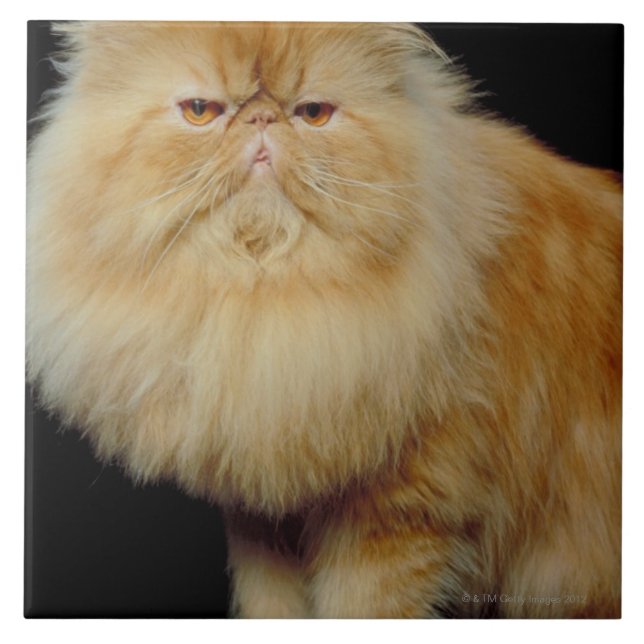 Russian Long Hair Cat Tile (Front)