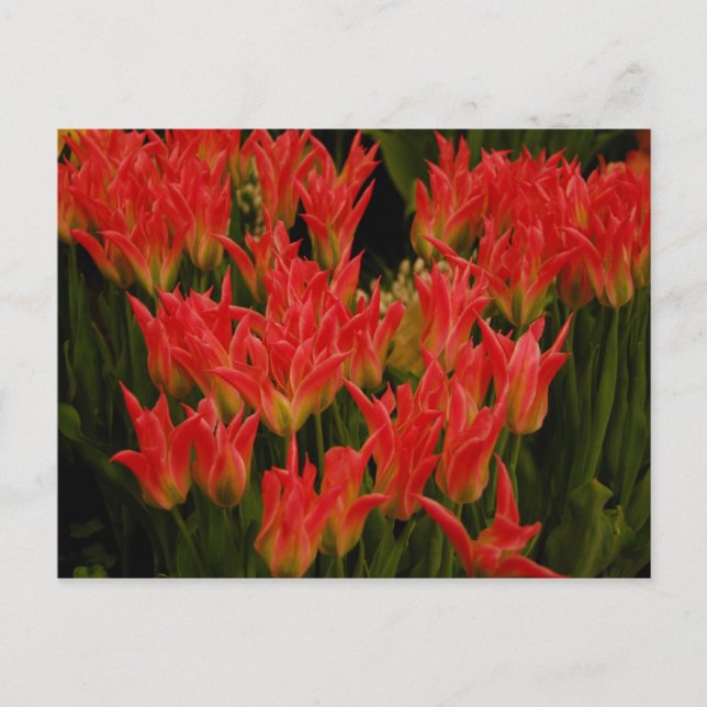 Russian Romance Postcard (Front)