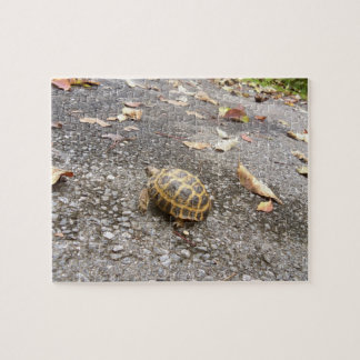 Russian Tortoise Intermediate Puzzle