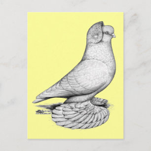 Russian Tumbler Pigeon Postcard
