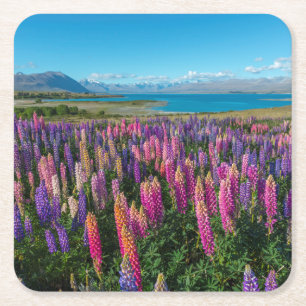 Russle Lupines at Lake Tekapo New Zealand Square Paper Coaster
