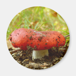 Russula Emetica Magnet