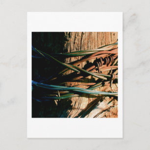 Rust and Blue Barbed Wire Postcard