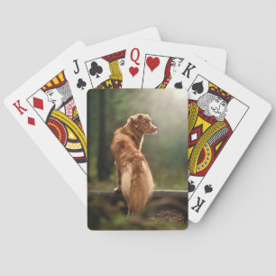 Rust Retriever from Nova Scotia Playing Cards