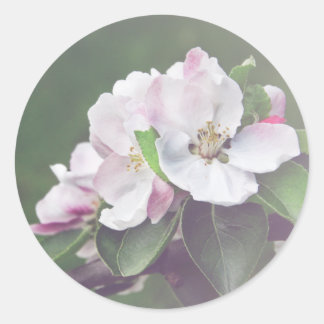 Rustic Apple Tree Blossoms Spring Stickers