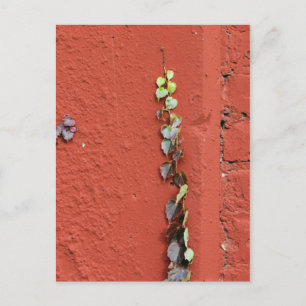 Rustic Autumn Vines Against An Old Building Card