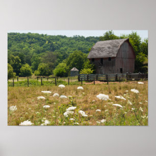 Rustic Barn and Queen Anne's Lace Poster