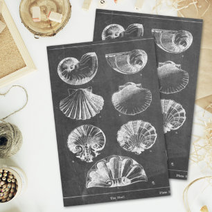 Rustic beach french country chalkboard seashells tissue paper