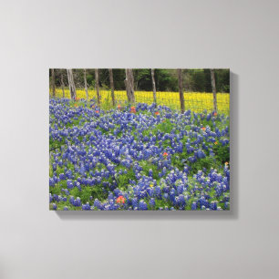 Rustic Bluebonnets Canvas Print