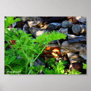 Rustic Citronella Leaf Poster