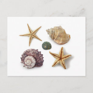 rustic coastal  beach chic seashell starfish postcard